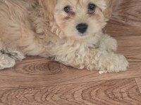 Maltipoo 2 aylık dişi ve erkek