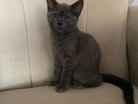 2.5 aylık Oyuncu British Shorthair