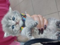 Russian blue ve british longhair kırma yavrular