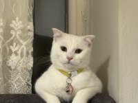 Luna isimli dişi kedime eş arıyorum