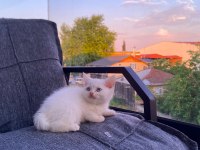 Bembeyaz yavru british shorthair