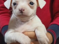 Yavru safkan dişi chihuahua