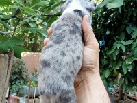 Kaliteli french bulldog