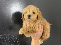 Kore Teacup Gerçek Maltipoo Orjinal