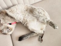 KEDİMİZ HERA İÇİN YUVA ARIYORUZ.