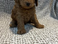 Evınızın Kucuk Poodle Oglu