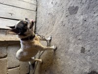Yetişkin Dişi French Bulldog