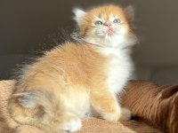 Golden Ny12 Mükemmel Kalite British Longhair