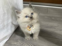 BRİTİSH LONGHAİR 60 GÜNLÜK BLUE POINT