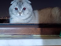 Scottish fold oğluma eş arıyorum