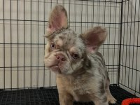 Özel renk nadir french bulldog yavrular