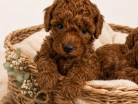 Zeka Küpü Sevgi Dolu Ve Çok Eğlenceli Poodle