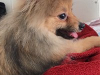 Pomeranian 4 buçuk aylık dişi yavru