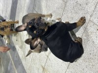 7 Aylık anatomi ve renk güzeli french bulldog Tina
