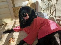 Acil yuva paşa ömürlük golden retriever sahibini arıyor