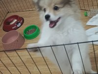 Köpeğimiz Paşa ilanda