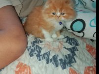 Yavru exotic shorthair (açıklamayı oku)