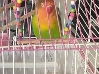 6 Aylık Cennet Papağanı