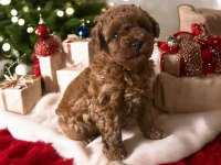 45 GÜNLÜK DİŞİ VE ERKEK POODLE YAVRULARIM