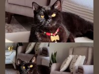 Güzel british Shorthair Kızım Lucy e Ömürlük Yuva Arıyoruz