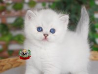 British Shorthair prenses 