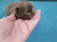 Şivava köpeklerim yeni yuvalarını arıyorlar