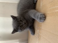 British Shorthair Topidik Yeni Yuvasını Arıyor