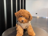 Toy poodle orijinal köpekler