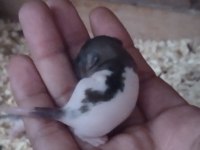 Dumbo rat yavrular