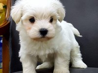 Maltese Terrier Xs Pamuk Gibi,Uyumlu Ve Oyuncu
