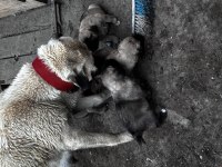 Dev Irk Anadolu çoban köpeği