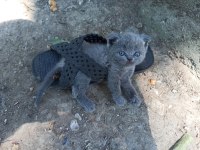 Bir adet scottish 2 adet british shorthair