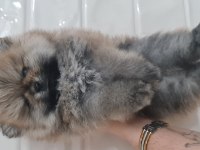 Show kalite pomeranian boo