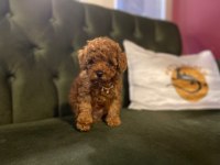 Pets World Kentpark garantisi ile Toy Poodle yavrularımız