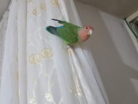 TEK CENNET PAPAĞANI