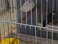 Java ispinoz takımları