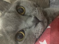 British shorthair ilanı