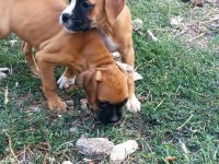 BOXER YAVRULARIMIZ