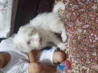 Alex yeni sahibini arıyor Maltese Terrier