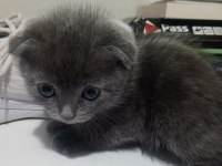 Yavru Kedi 3 Haftalık Cins Kedimiz