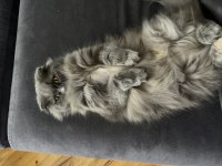 5 yaşında scootish Longhair dişi