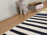 Scottish fold dişi