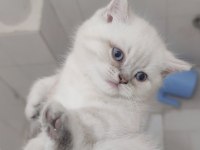 British shorthair