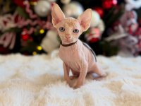 Diamond Sphynx Kittens Ozyfelines