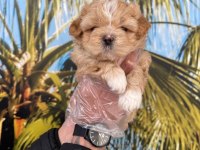 Maltipoo Yavrularımız Sağlık Ve Irk Garantilidir