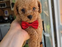 EVİNİZİN POODLE PRENSESLERİ VE PRENSLERİ 2 AYLIK