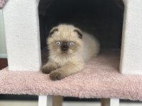 Scottish fold kedimiz yuvasını arıyor