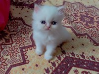 1 aylık saf kan iran kedisi