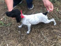 Yavru köpeklerimiz eğitime hazır