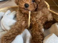 Toy Poodle Yavrularımız Ömürlük Aileleri Bekliyor